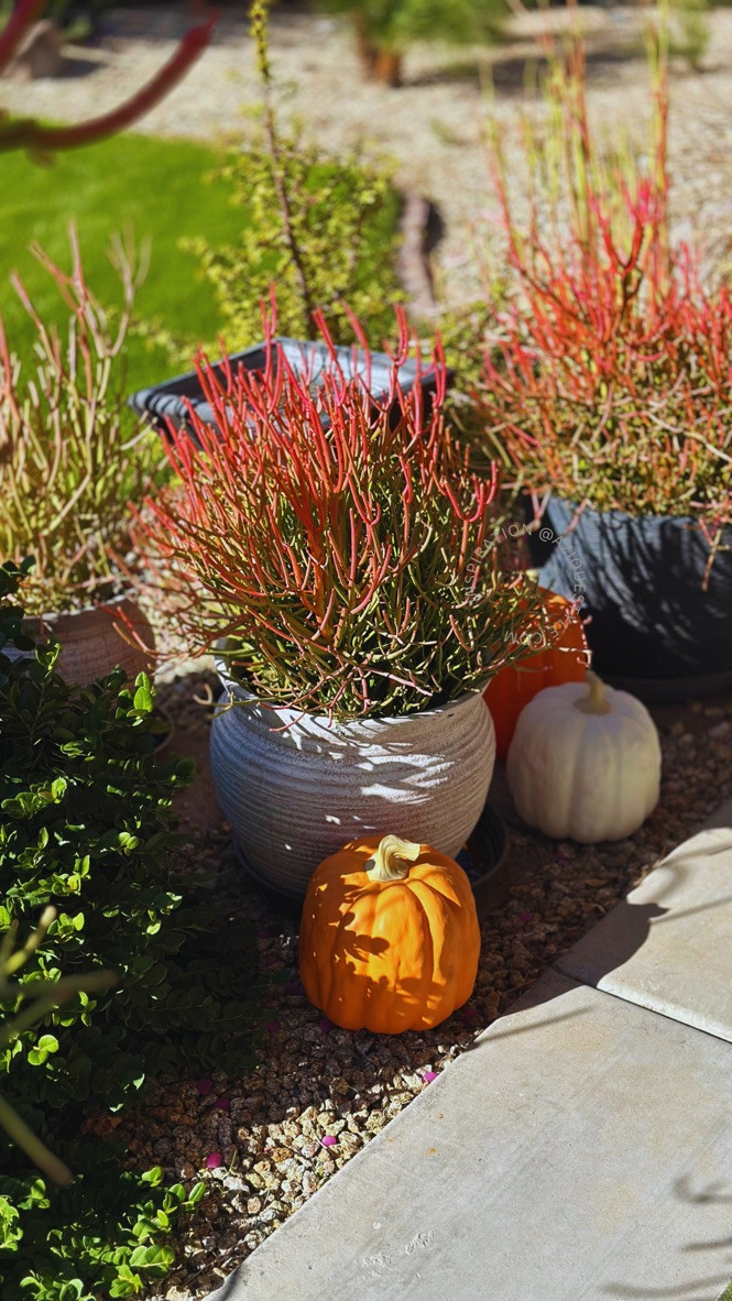 Love these faux gourds - year over year they serve as a wonderful fall decor addition in my home #aziquestyle #homedecor #falldecor

#LTKHalloween #LTKHome #LTKSeasonal