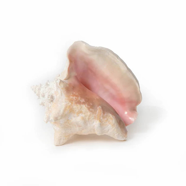 Pink Conch Shell | Cailini Coastal