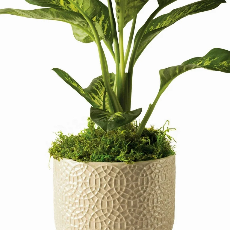 Proflora Preserved Forest Moss, True Green, 320 CU in | Walmart (US)