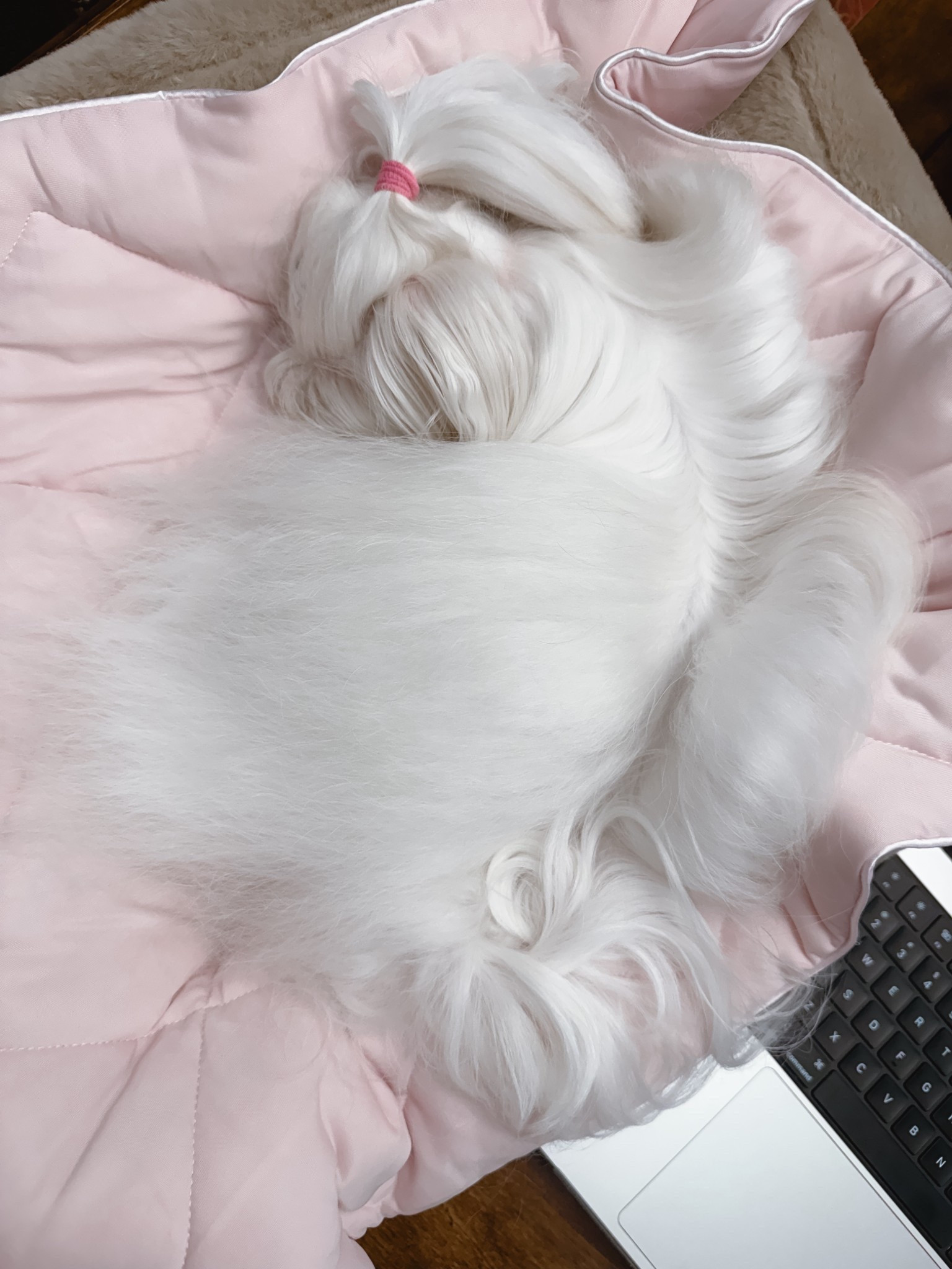 Cozy, comfy & cool in her bed 🩷

#LTKPets