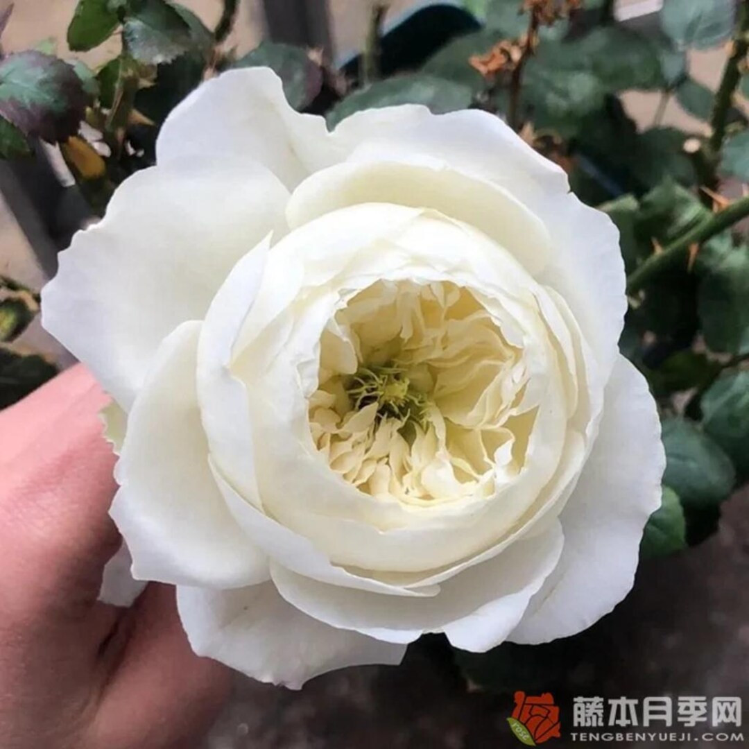 Frozen 冰雪世界, 1 Gallon - Etsy | Etsy (US)