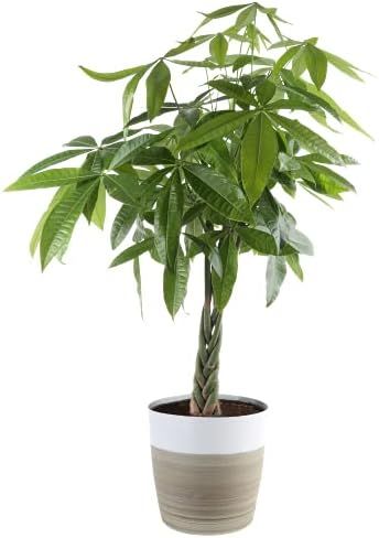 Costa Farms Large Money Tree Live Indoor Pachira Plant in White-Natural Planter, 3 to 4-Feet Tall... | Amazon (US)