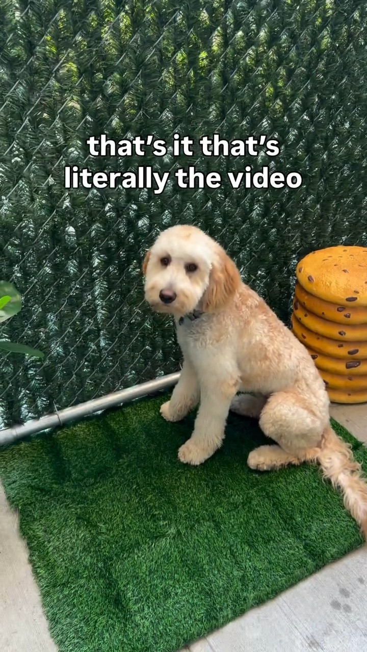 Just a dog & his pee pee pad 🍃🫛🐶. 

#puppy #goldendoodle #peepee #potty #pet #puppystagram #backyard

#LTKPets