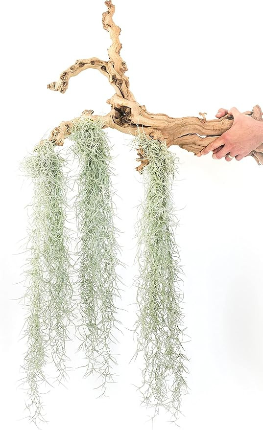 3 Pack Thick Colombian Spanish Moss Live Strands with Wire Hook - Live Tillandsia Succulent House... | Amazon (US)