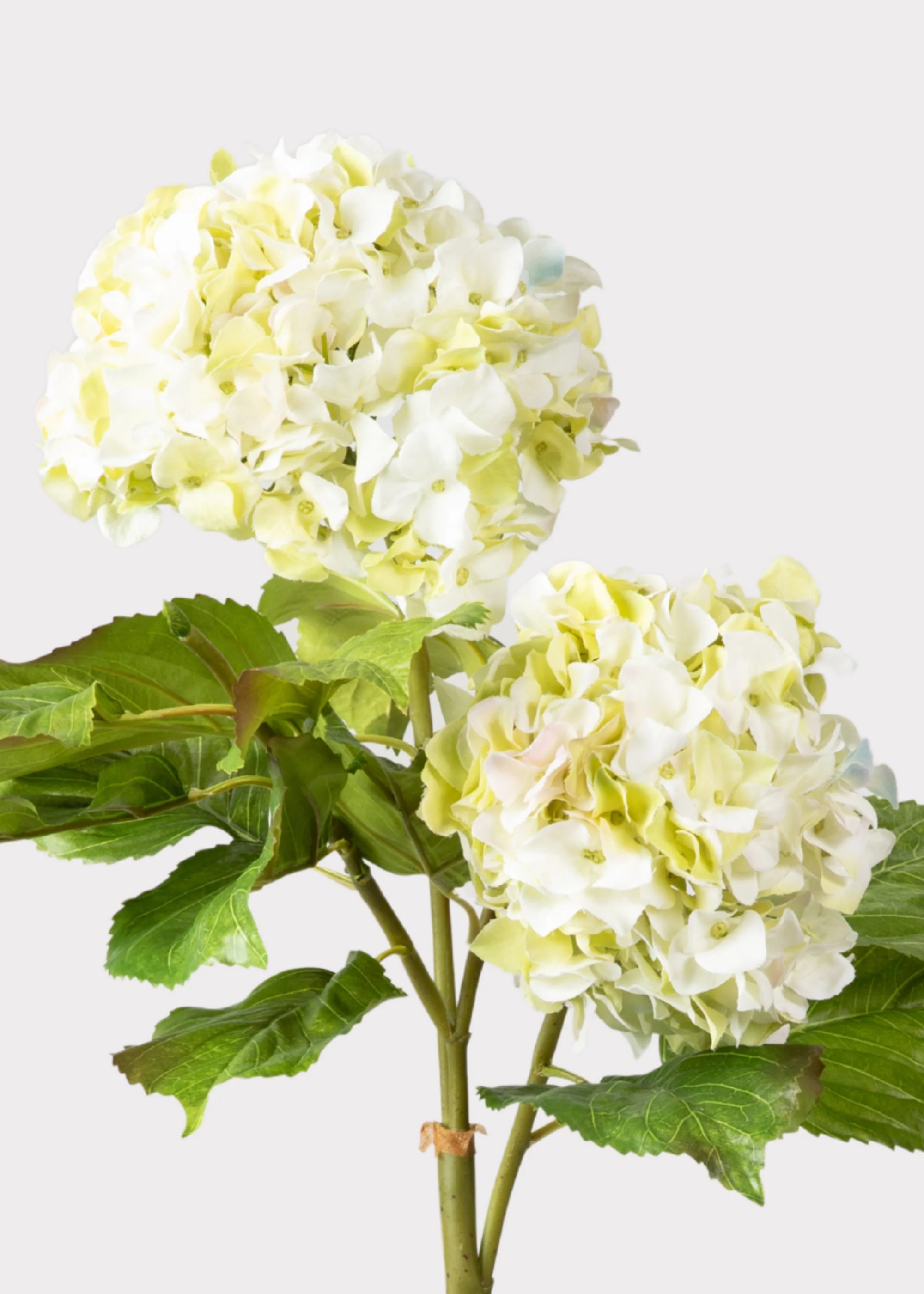 Cream Green Hydrangea Branch | Artificial Flowers at Afloral | Afloral