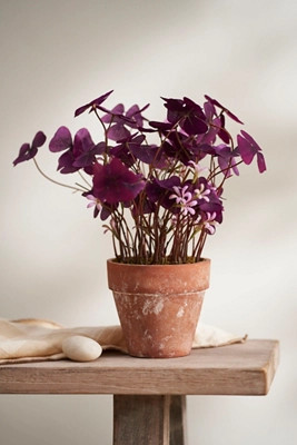 Faux Clover Plant | Terrain