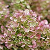 1 Gallon, Tiny Quick Fire™ Panicle Hydrangea (Paniculata), Live Plant, Shrub, White to Pink Flowers | Amazon (US)