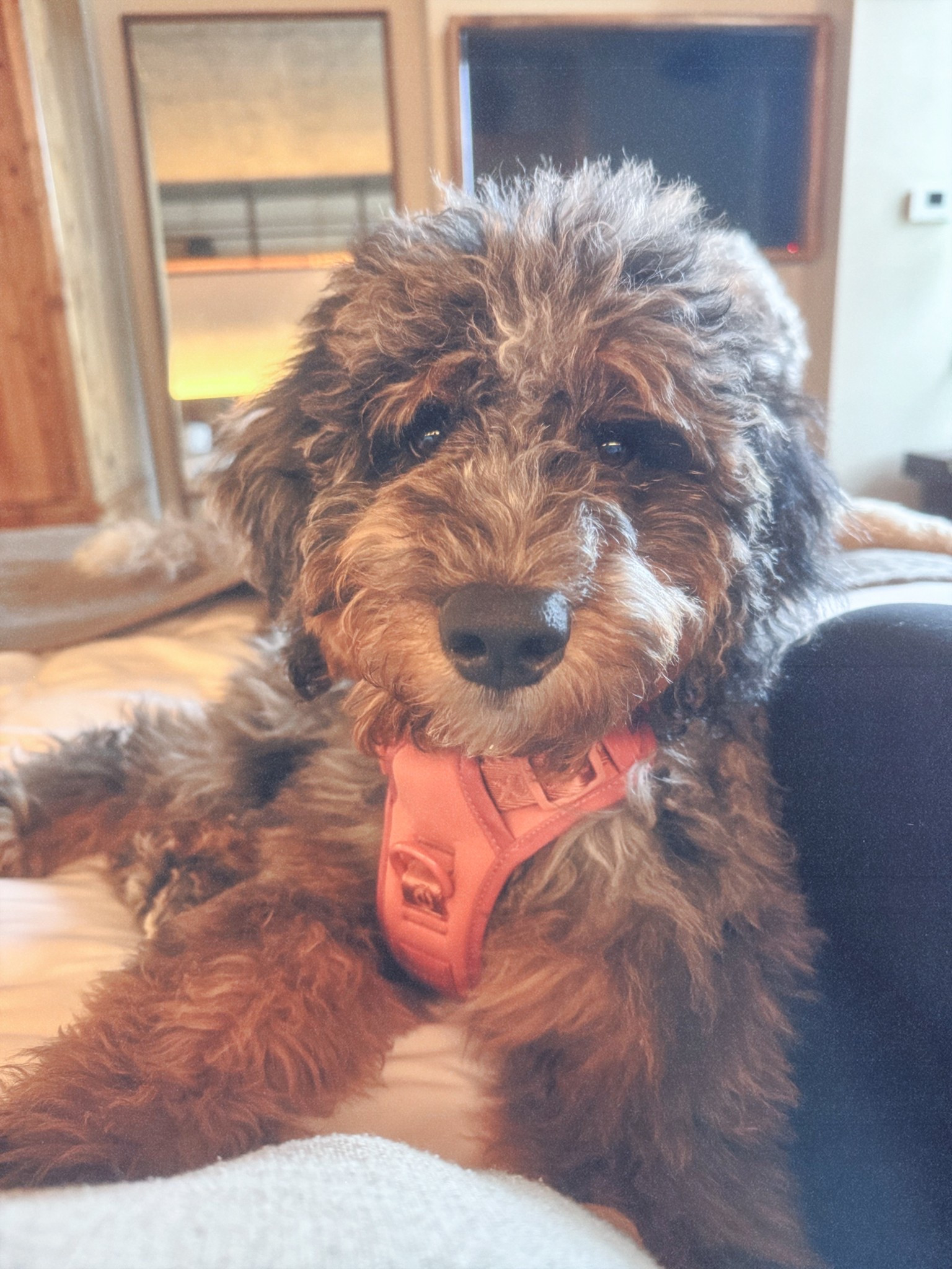 the only harness you’ll ever need 

#LTKTravel