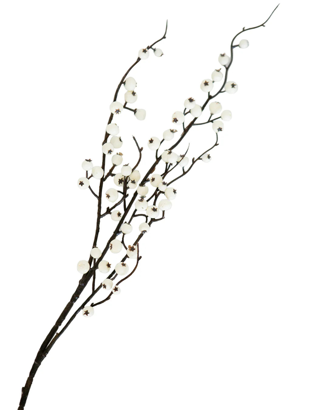 Snowberry Stem | Elements by Remedy