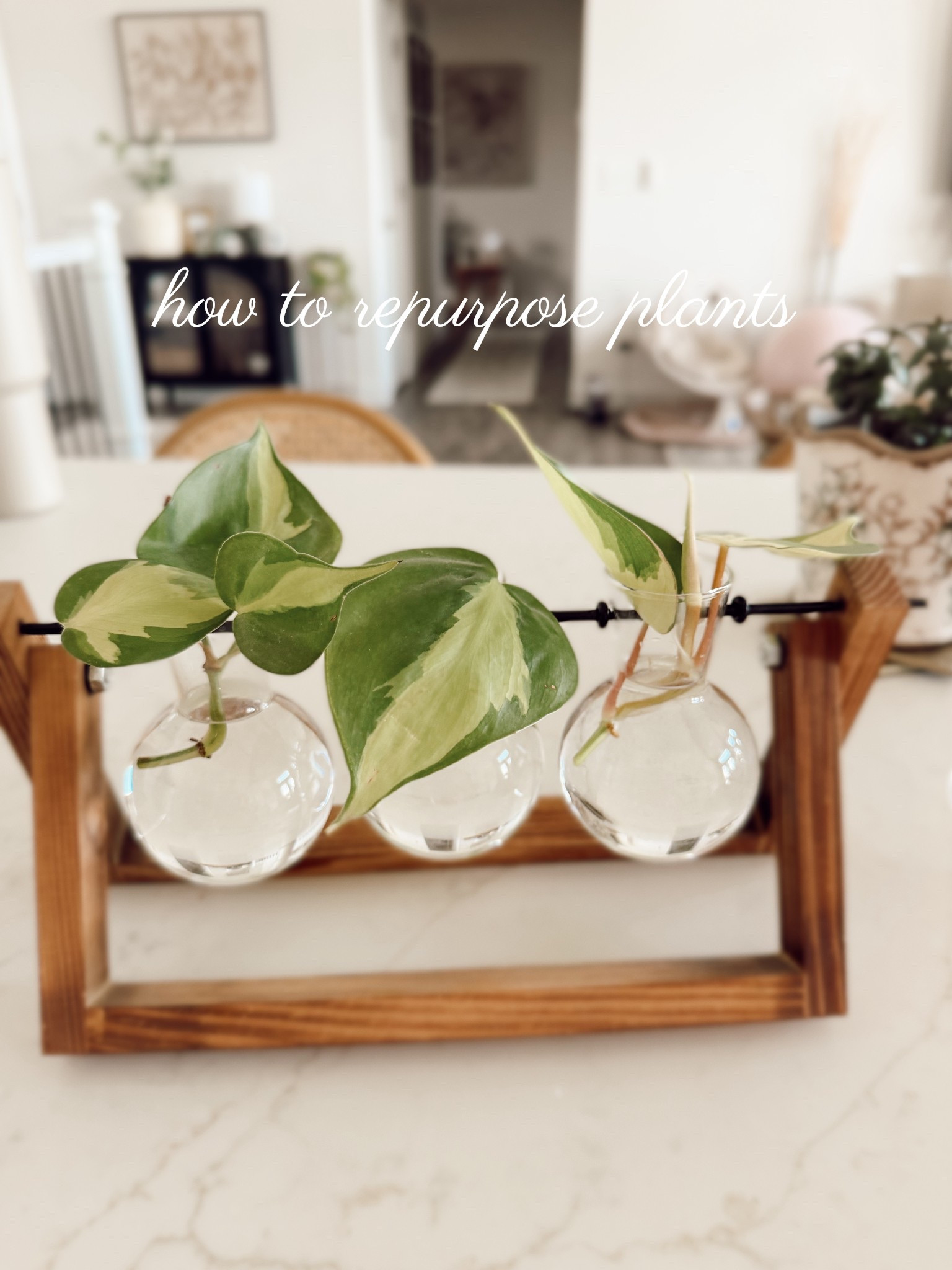 I love this little planter propagation vase station from @amazon! I use it all the time to repurpose plants! And I’ll either re plant them for a new plant or gift them to someone! I love watching the roots grow! 

#LTKMothersDay #LTKHome