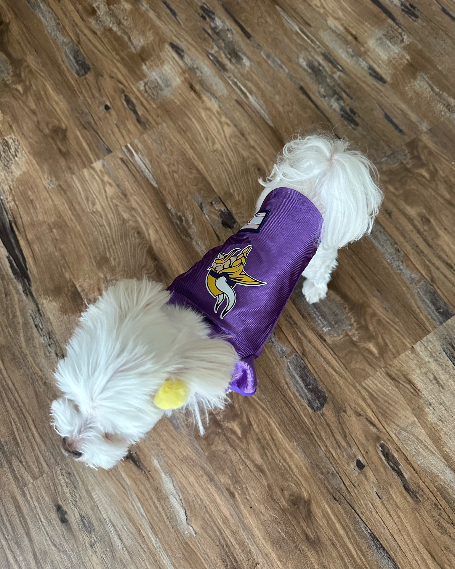 Perry is wearing size XS dog or cat NFL minnsota Vikings football jersey. Chest 13.5” length 9” weight 4.75lbs #LTKunder100 #LTKunder50

#LTKSeasonal