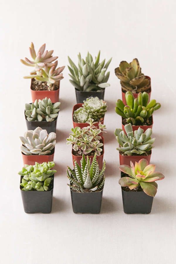 2" Live Assorted Succulents - Set of 12 | Urban Outfitters US