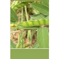 Dry Pegeon Leaves | Fey Pwa Congo | Etsy (US)