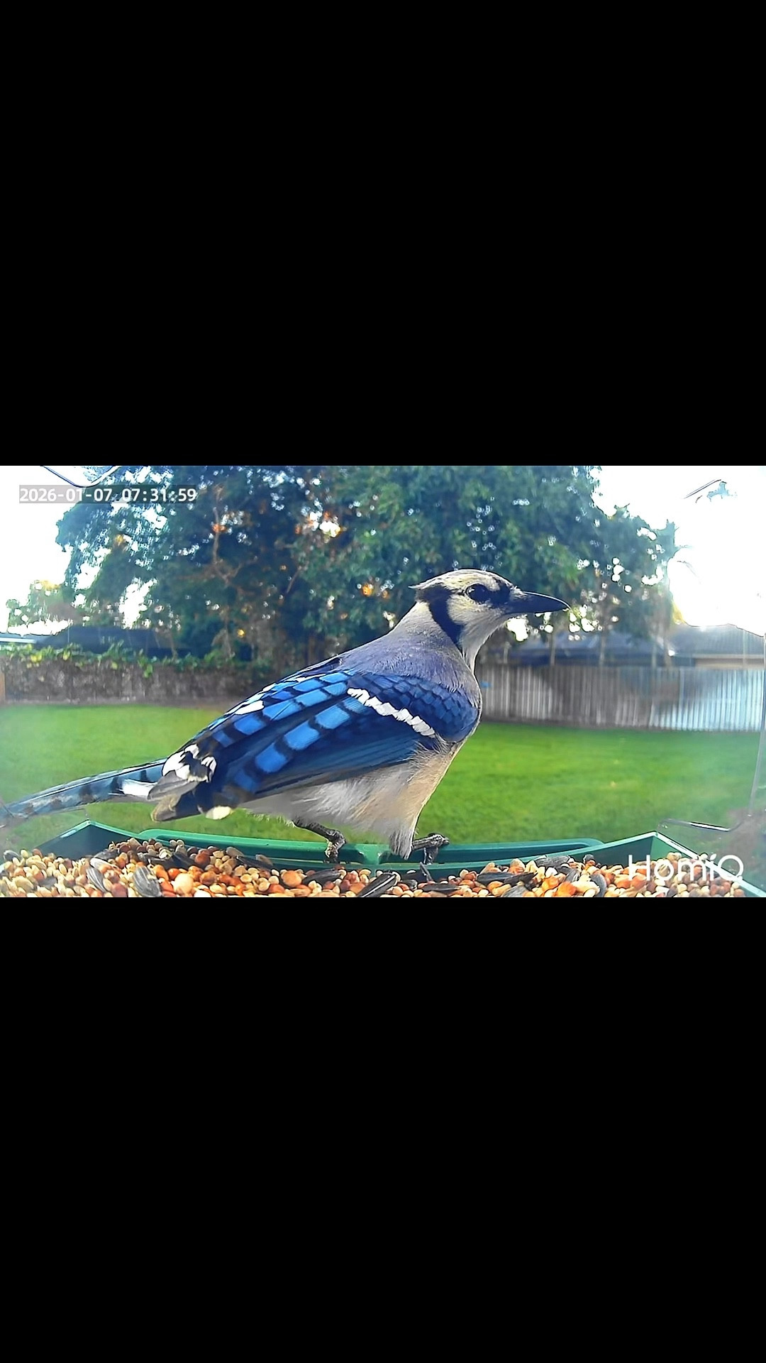 We are loving this smart window bird feeder! 

#LTKHome #LTKSeasonal #LTKKids
