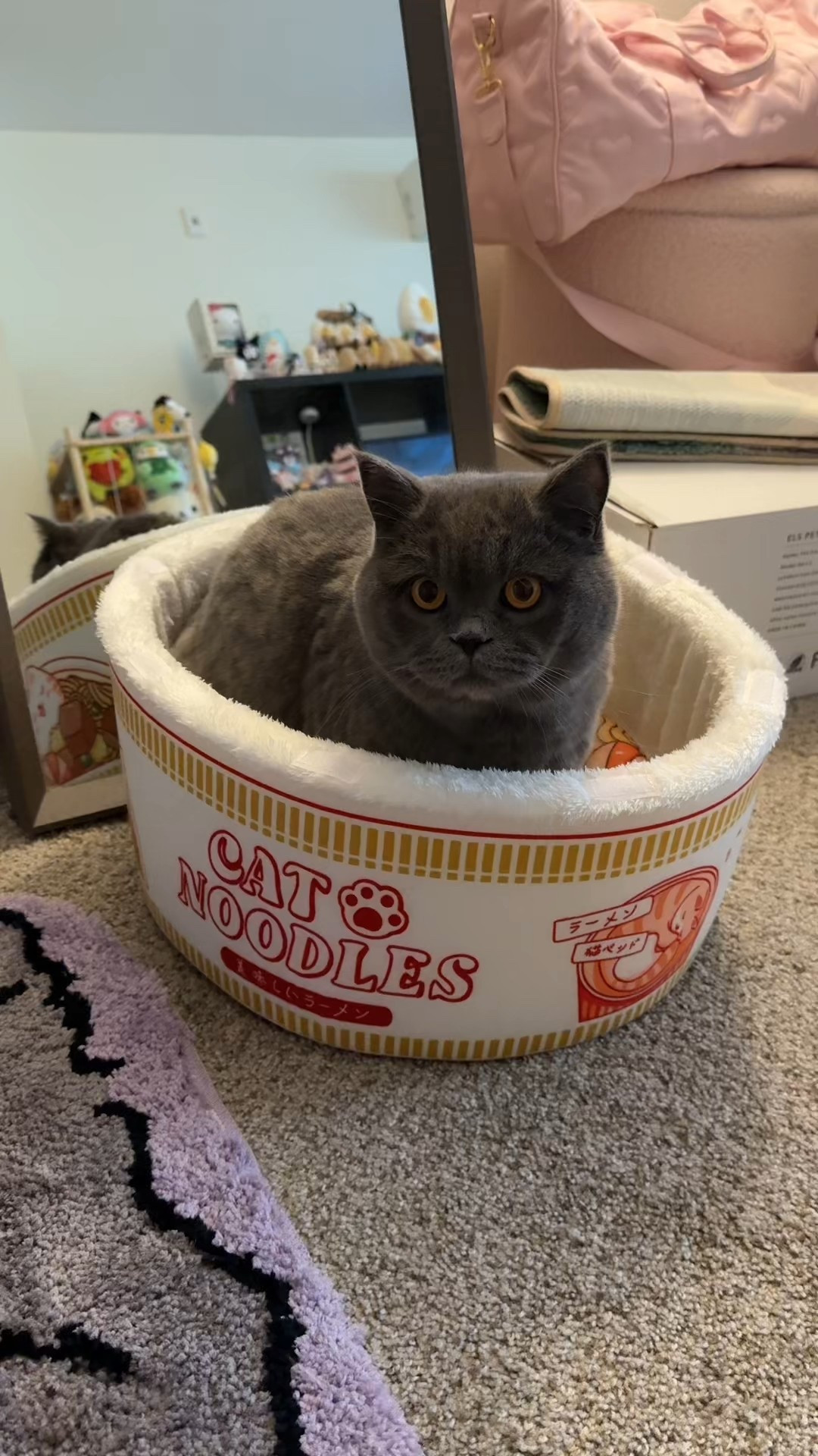 He finally hopped into the bed I bought him, though it was short-lived 😭