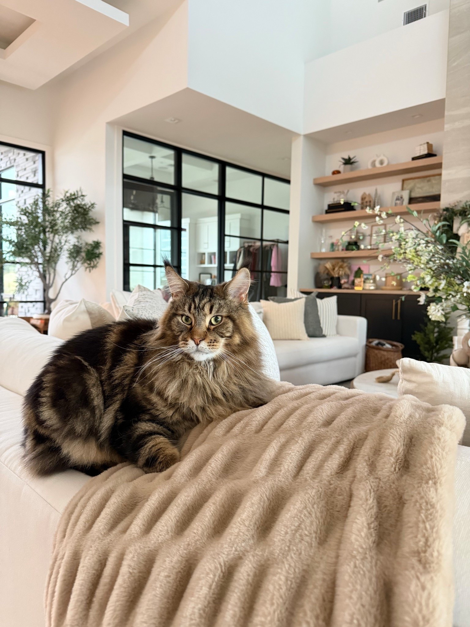 Boots says you need to go grab a Lola blanket! 50% off with my code ASHLEE50 

#LTKHome #LTKSaleAlert