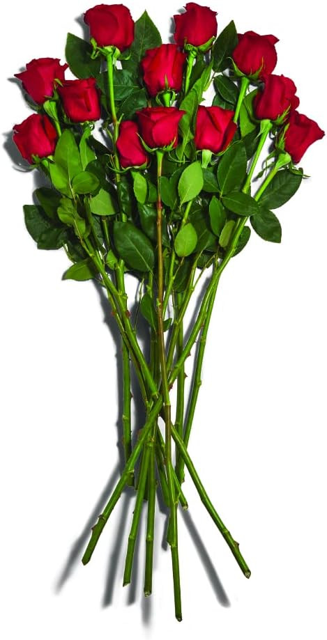 Floral Roses 12 Long Stem, 1 EA | Amazon (US)