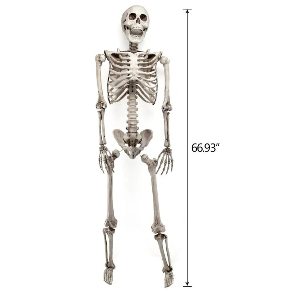 66" Posable Halloween Skeleton Decor Full Body Realistic Human Bones | Bed Bath & Beyond
