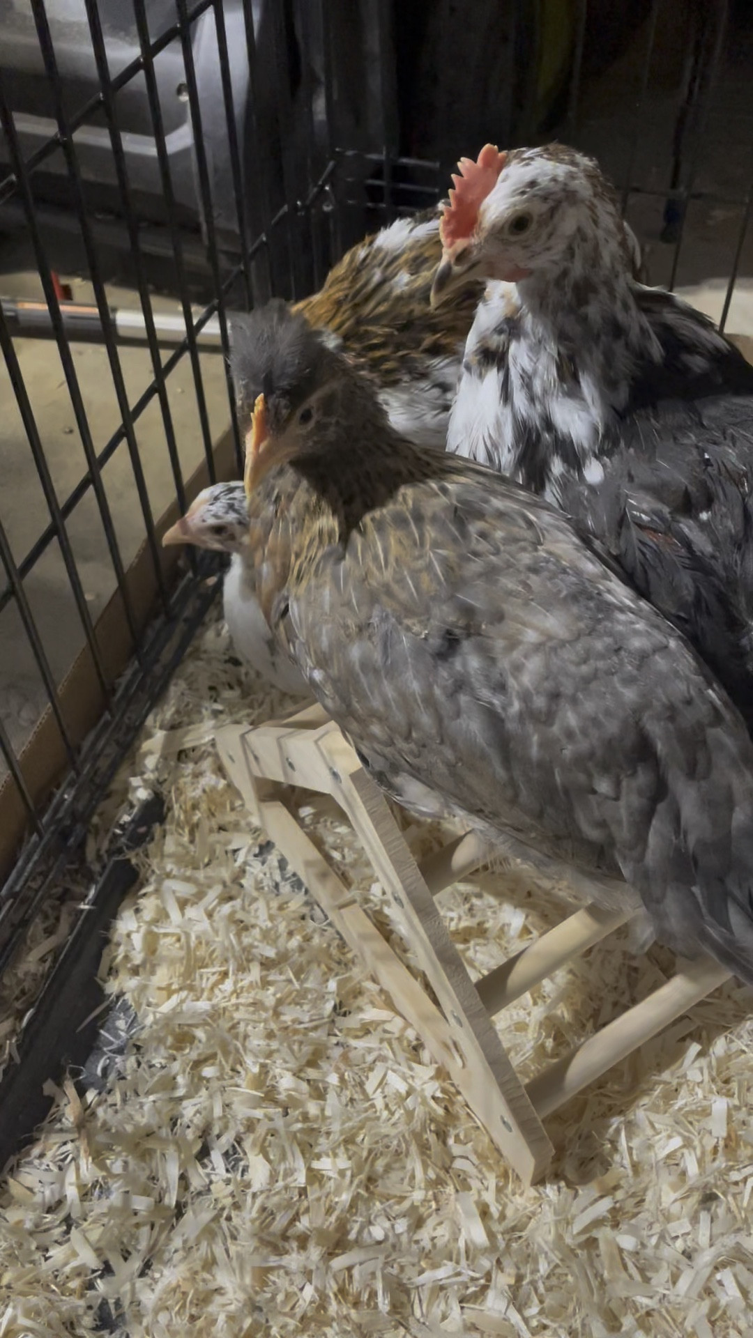 🐣 From baby to toddler life, our chicks are trading in their brooder box for an extra large dog cage!

#LTKhome #LTKfamily #LTKunder100