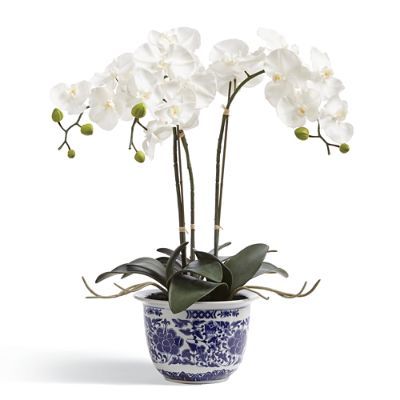Orchid Potted Plant in Ming Vessel | Frontgate | Frontgate