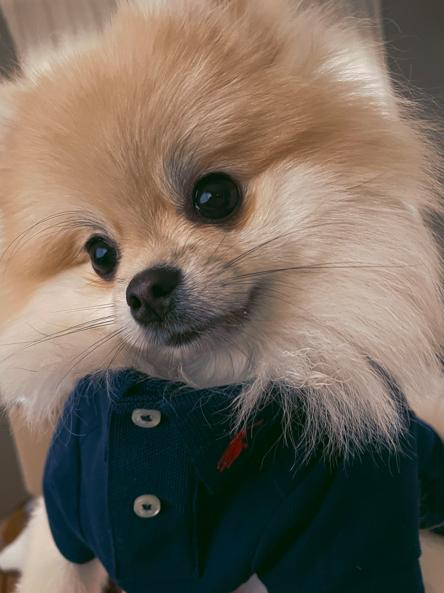 The new face of Ralph Lauren Polo…Xo

#ralphlauren #ralphlaurenpolo #ralphlaurendog #pomeranian #dogmom

Lilibet is 5lbs and a size small for reference.

#LTKfall #LTKfamily #LTKpets
