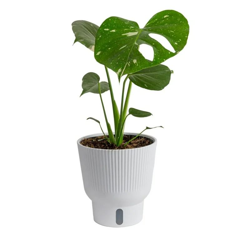 Costa Farms Live Trending Tropicals 16 in. Tall Thai Collection Monstera 6 in. Self-Watering Plan... | Walmart (US)