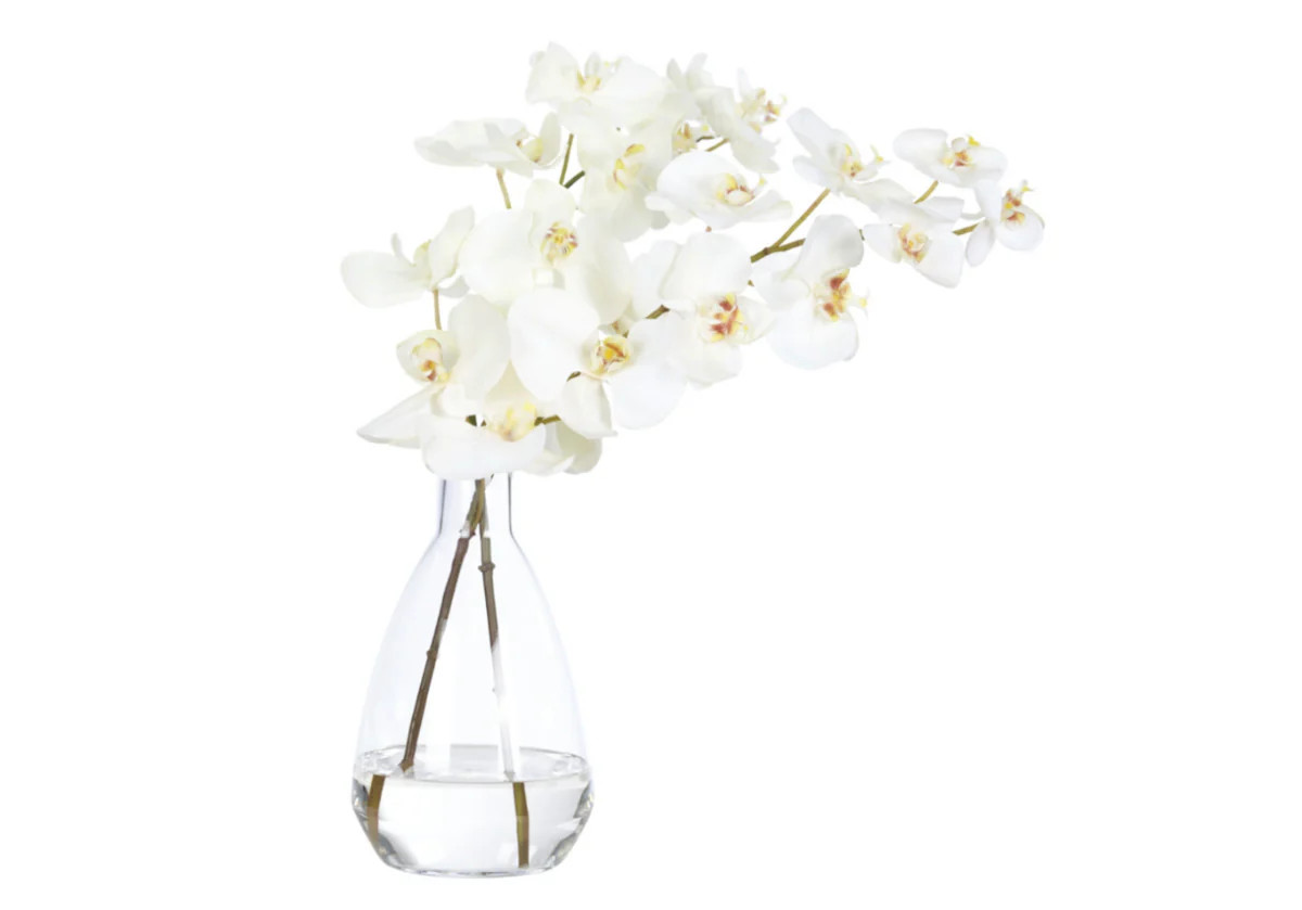WHITE ORCHID PHALAENOPSIS | Alice Lane Home Collection