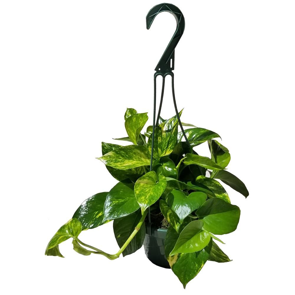 6 in. Golden Pothos Plant in Hanging Basket | The Home Depot