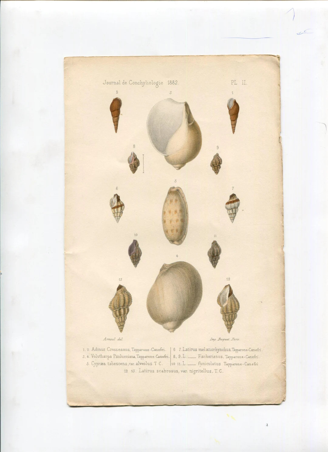 Antique Seashell Illustration - Conchyliology 1882 - Etsy | Etsy (US)