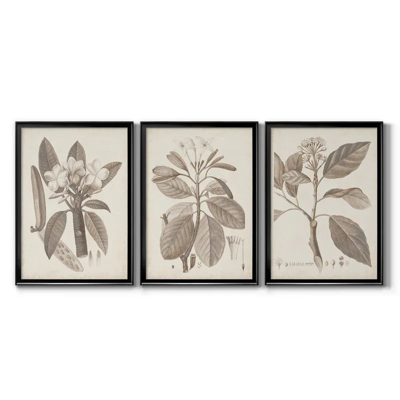 Antique Sepia Botanicals VII - 3 Piece Picture Frame Painting Set on Canvas | Wayfair North America