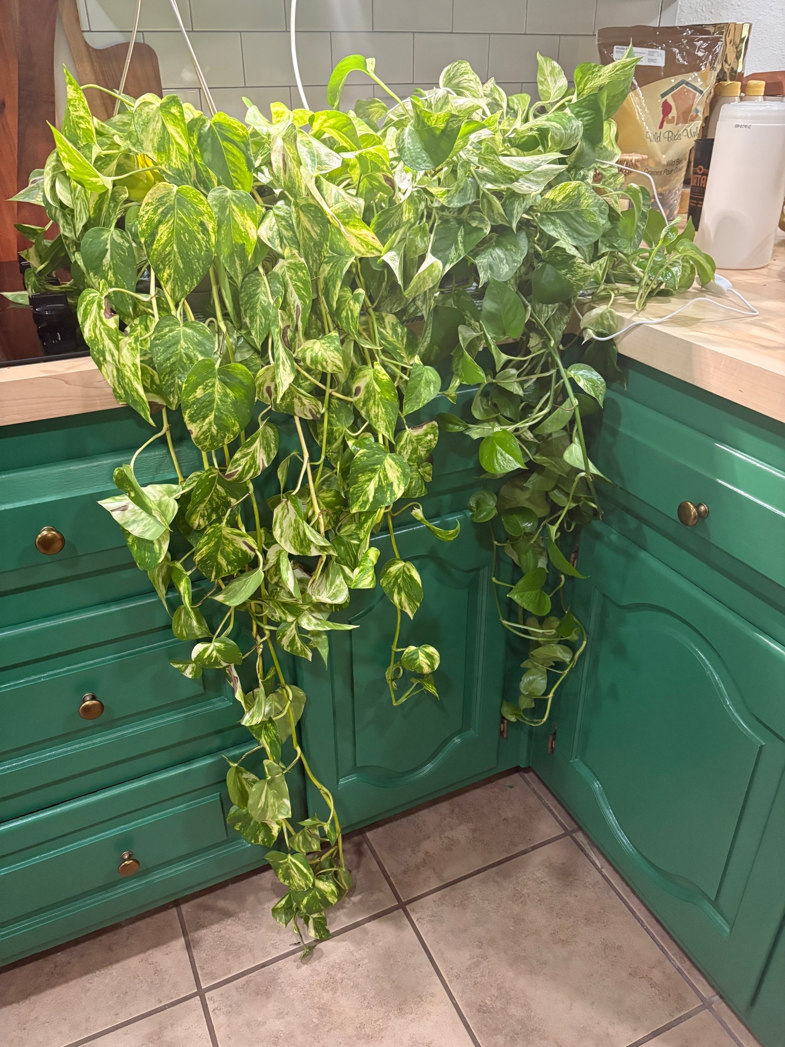 My favorite plant grow lights and other helpful things for healthier plants!🪴 

#LTKFindsUnder50 #LTKHome #LTKSaleAlert