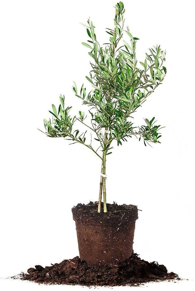 Arbequina Olive Tree - live Plant, Includes Special Blend Fertilizer & Planting Guide | Amazon (US)