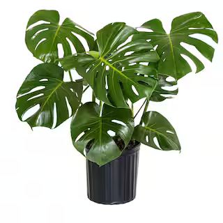 United Nursery Monstera Deliciosa Split-Leaf Philodendron Live Swiss Cheese Plant in 9.25 inch Gr... | The Home Depot