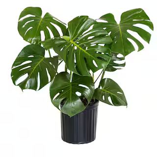 Monstera Deliciosa Split-Leaf Philodendron Live Swiss Cheese Plant in 9.25 inch Grower Pot | The Home Depot