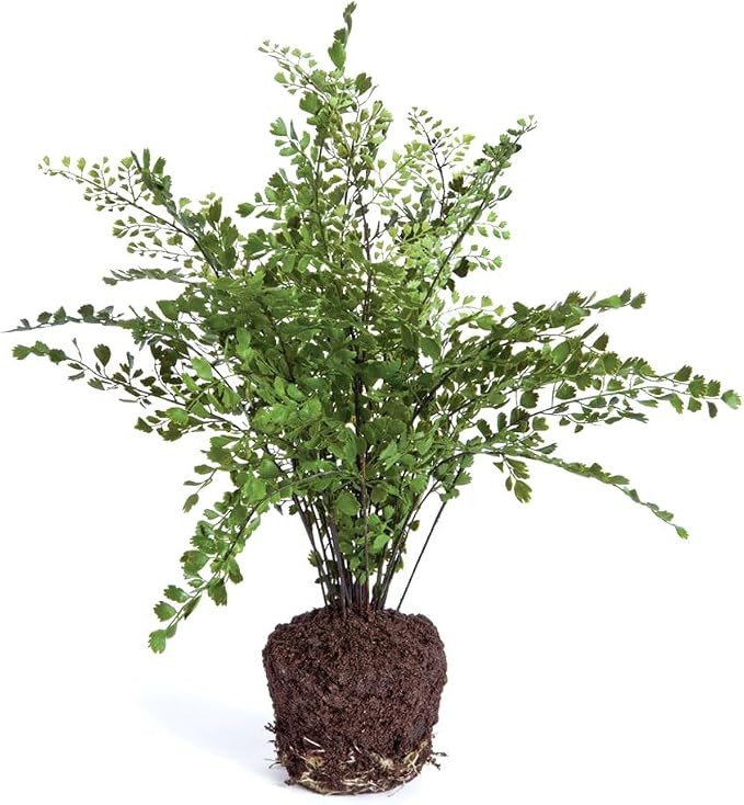Napa Home & Garden Maidenhair Drop-in 18" Green | Amazon (US)