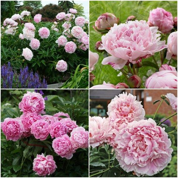 Paeonia Sarah Bernhardt Sz 2-3 Eye Bare Root Plant, Lactiflora, Deep Pink, Paeoniaceae, Perennial... | Etsy (US)