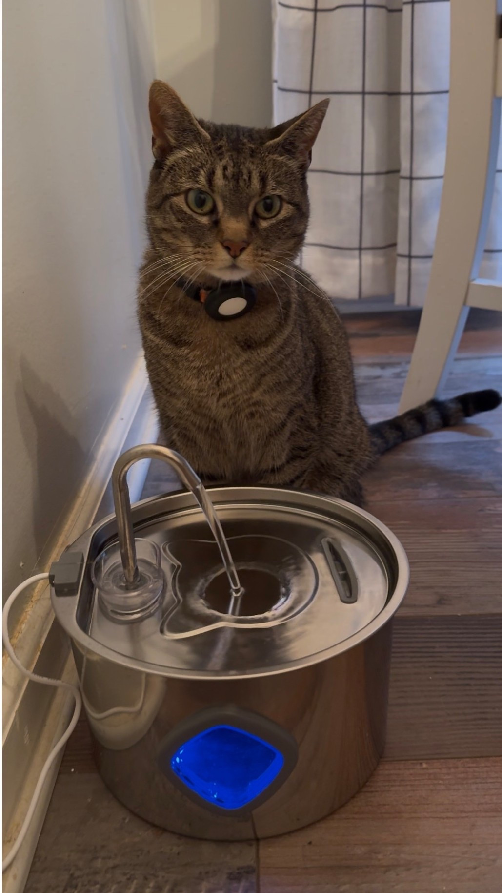 Best thing Ive done for my cat is to purchase a motion detected water fountain. This one has 3 modes and is stainless steel!

#LTKHome #LTKdayinmylife #LTKActive