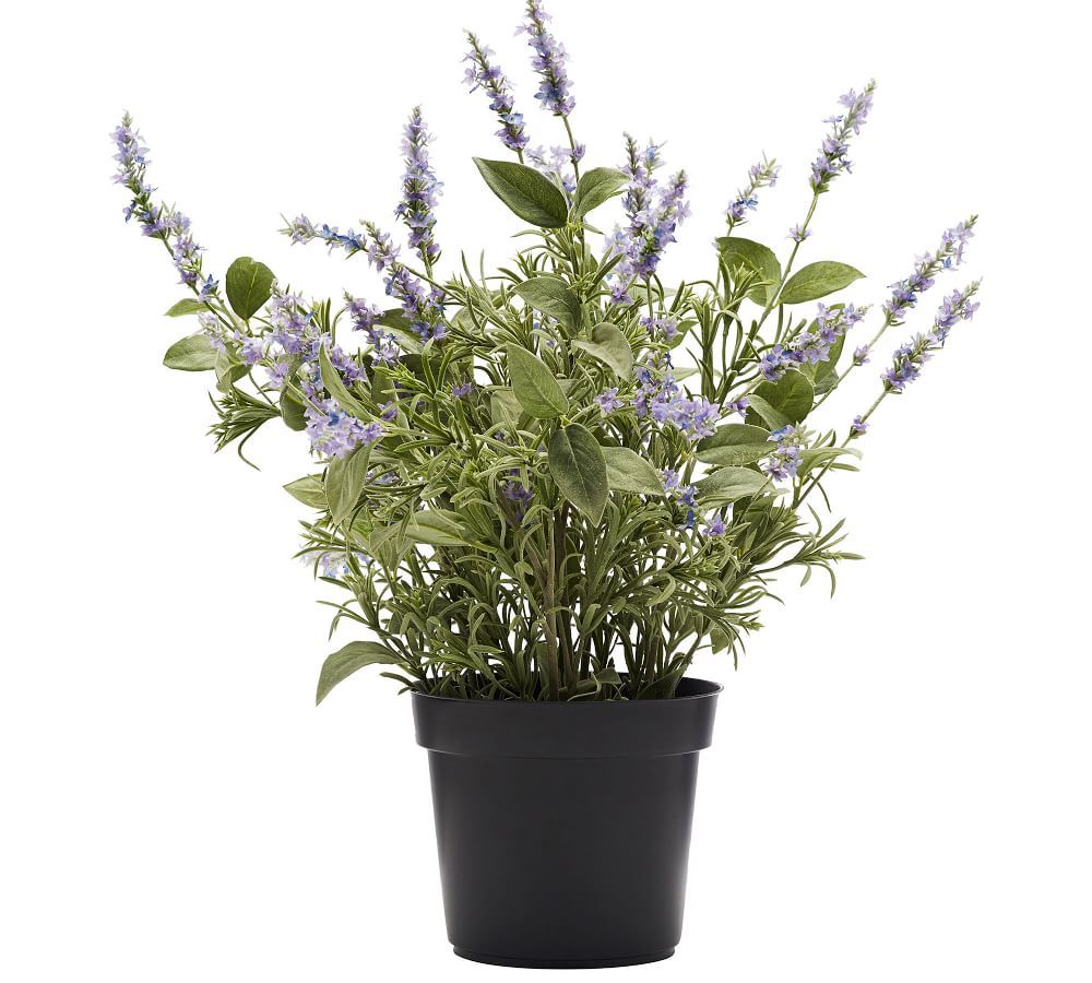 Faux Potted Lavender - Large | Pottery Barn (US)