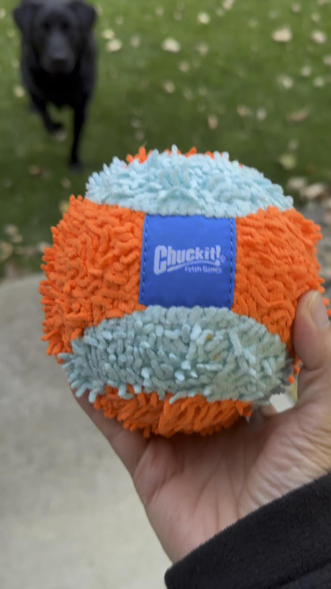 Indoor Ball for Dogs! 

#LTKFindsUnder50 #LTKFamily #LTKGiftGuide
