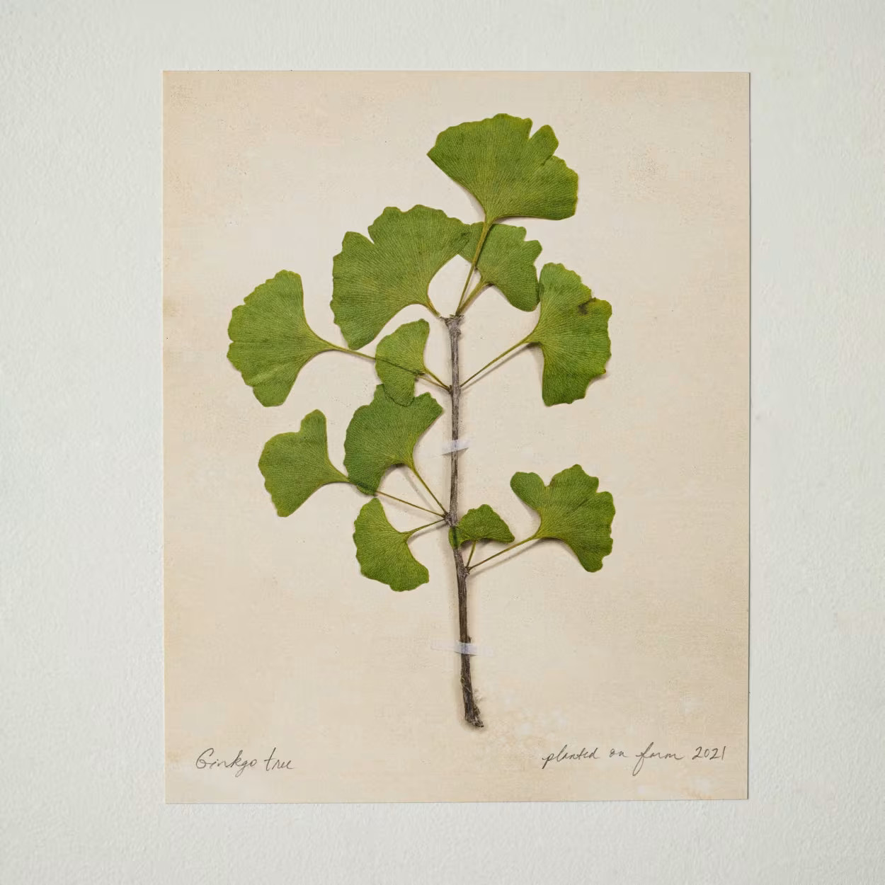Jo's Hand Pressed Herbarium Prints - Ginkgo Tree '21 | Magnolia
