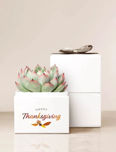 Thanksgiving Bliss Garden | Lula's Garden