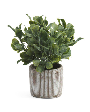 Jasmin In Cement Pot | Marshalls
