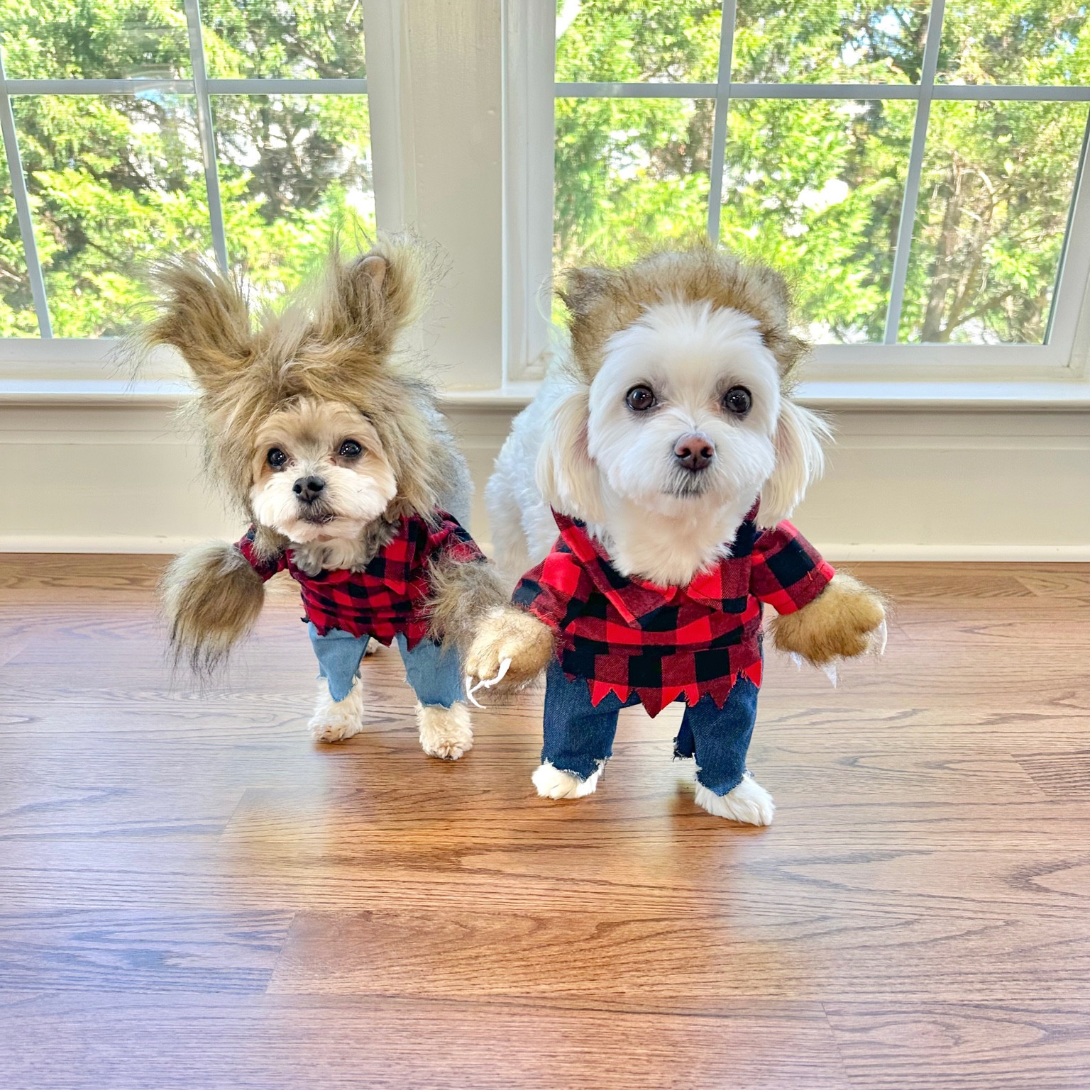 ꜰʀᴏᴍ ᴡᴏᴏꜰ ᴛᴏ ᴡᴏʟꜰ 🐺 

#LTKSeasonal #LTKHalloween #LTKHoliday