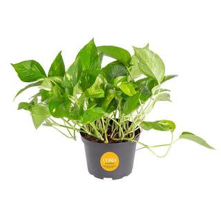 Golden Pothos Indoor Plant in 6 in. Grower Pot, Avg. Shipping Height 1-2 ft. Tall | The Home Depot