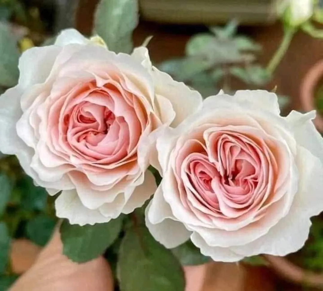 Tranquility American Florist Rose Light Fragrant Own Root | Etsy (US)