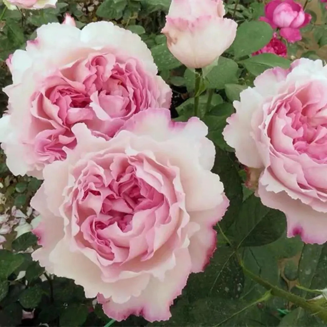 Aromatischen Hypnose 伊芙芳香催眠 (Japan) 1 gallon | Etsy (US)