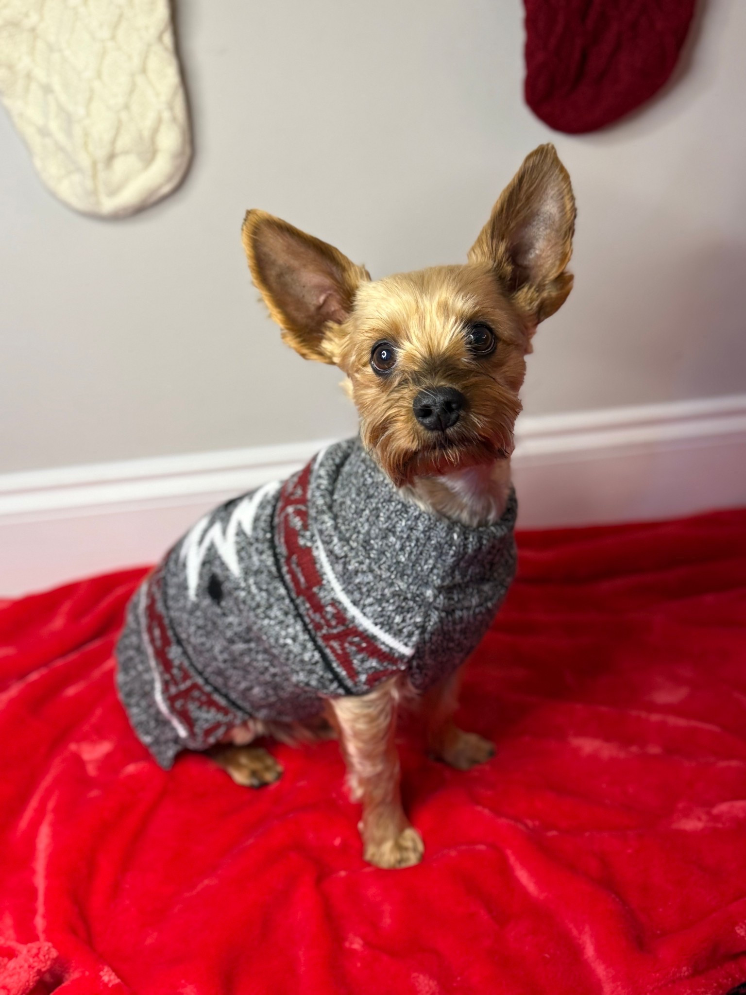 max’s sweater is everything for the holiday season! 

dog sweater, clothes, pets, eddie bauer, christmas

#LTKPets #LTKHoliday #LTKSeasonal