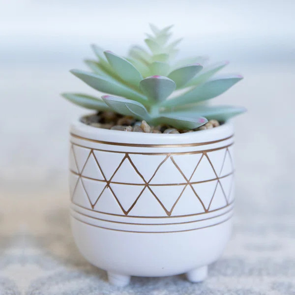 Gold Geo Hand Painted Legs Succulent Plant in Pot | Wayfair North America