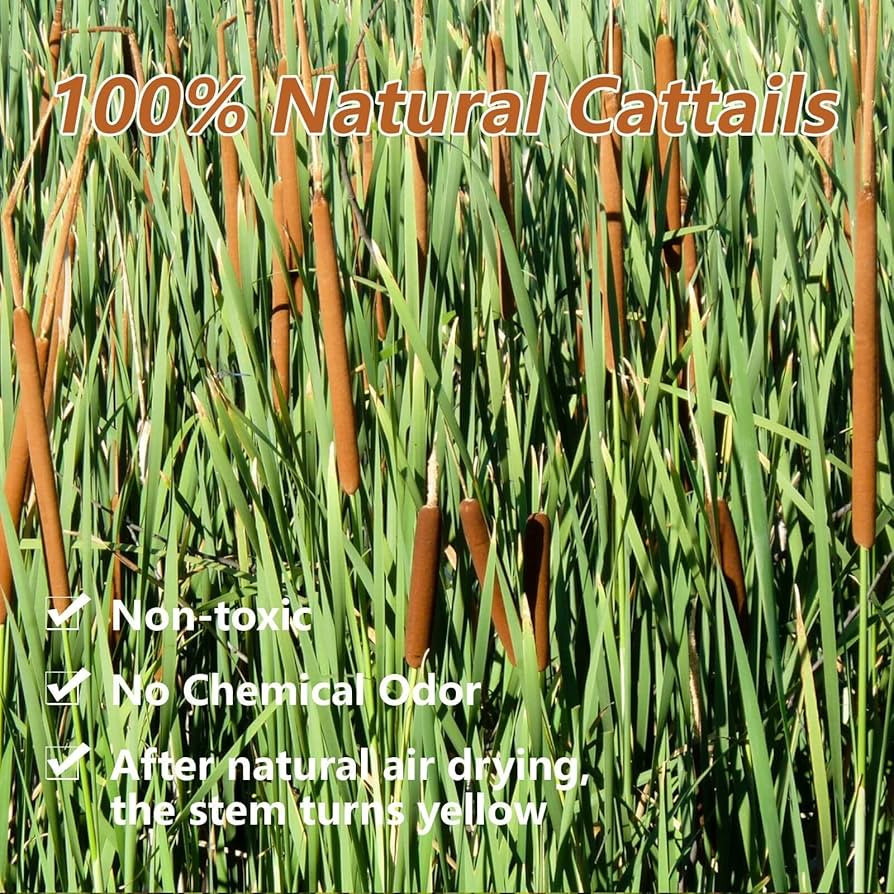 Dried Natural Brown Cattails flowers - 20PCS Real Broadleaf Pencil Cattail Stems Bundles, 17'' Bu... | Amazon (US)