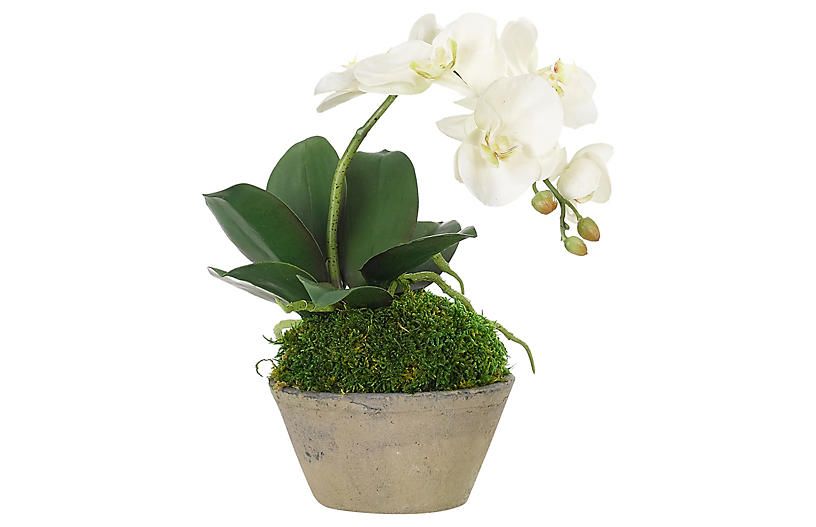 10" Phalaenopsis Orchid in Terracotta Pot, Faux | One Kings Lane